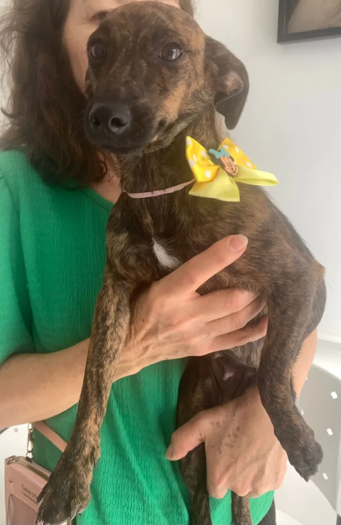 Cachorro raça Basset-Cofap idade 1 ano nome MARY