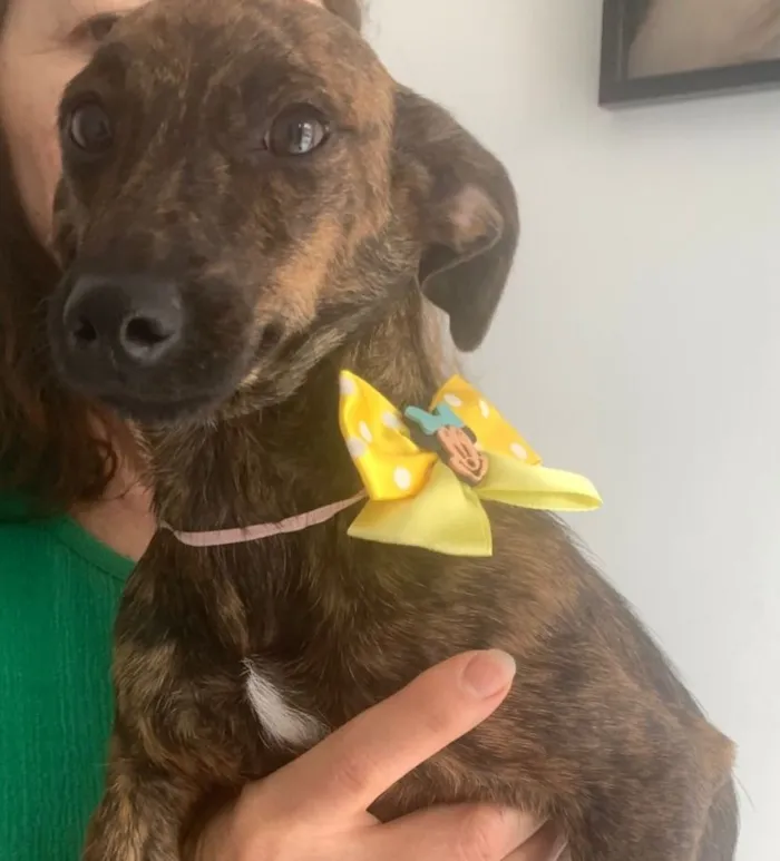 Cachorro raça Basset-Cofap idade 1 ano nome MARY