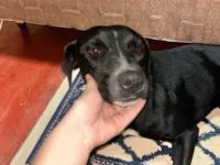 Cachorro raça SRD-ViraLata idade 1 ano nome gaia 