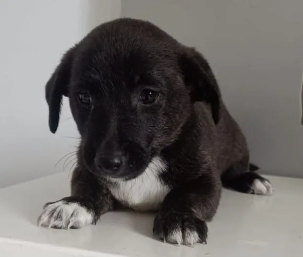 Cachorro raça Basset-Cofap idade 2 a 6 meses nome NENÉM