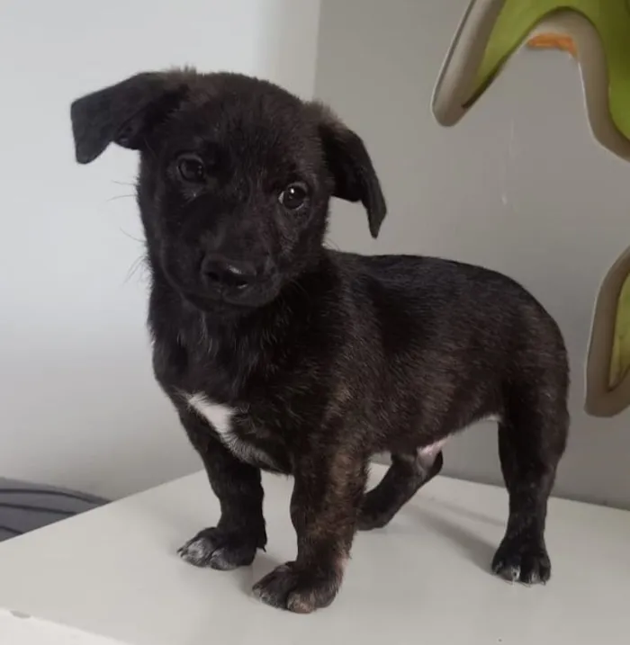 Cachorro raça Basset-Cofap idade 2 a 6 meses nome BLACKIZINHO