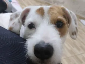 Cachorro raça SRD-ViraLata idade 2 anos nome Snoop