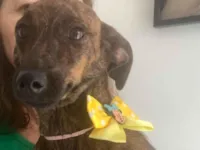 Cachorro raça Basset-Cofap idade 1 ano nome MARY