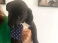 Cachorro raça Basset-Cofap idade 2 a 6 meses nome NENÉM