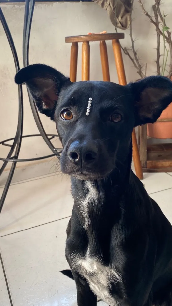Cachorro raça SRD-ViraLata idade 2 anos nome Ashley 