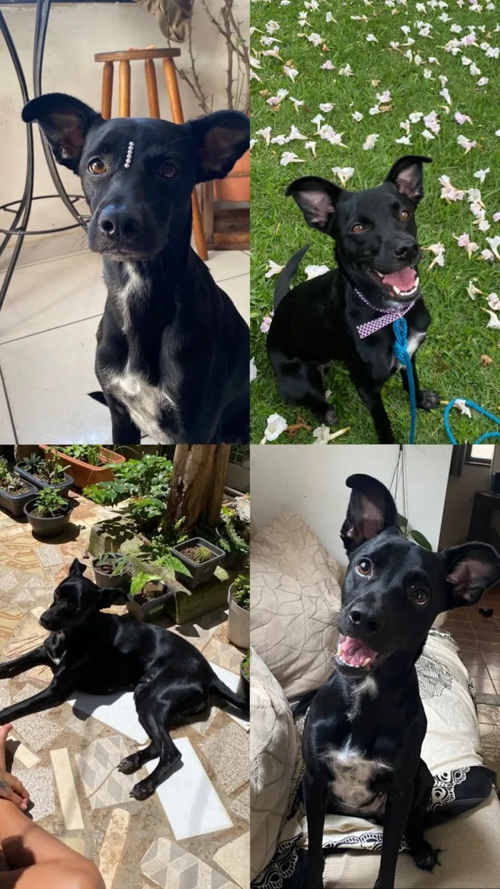 Cachorro raça SRD-ViraLata idade 2 anos nome Ashley 