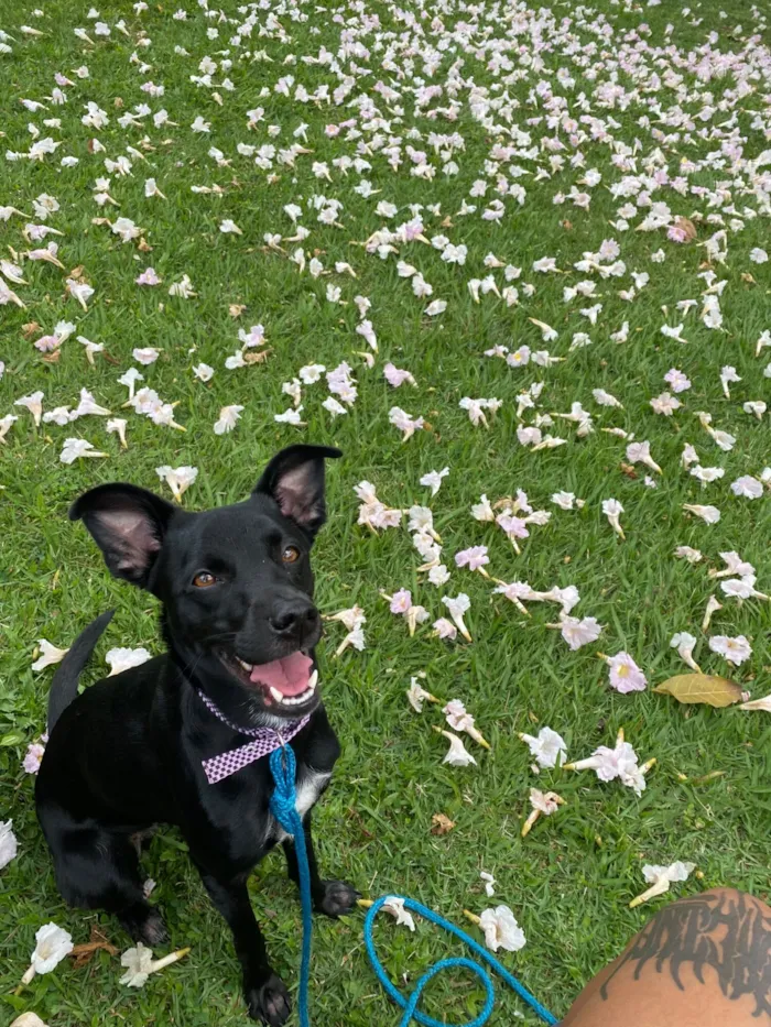 Cachorro raça SRD-ViraLata idade 2 anos nome Ashley 