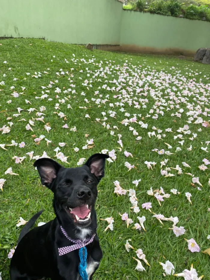 Cachorro raça SRD-ViraLata idade 2 anos nome Ashley 