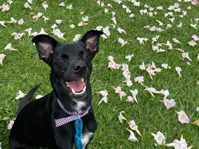 Cachorro raça SRD-ViraLata idade 2 anos nome Ashley 