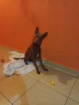 Cachorro raça SRD-ViraLata idade 1 ano nome Resgatado do Calor e da Rua, agora espera um lar definitivo!