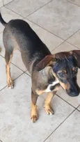 Cachorro raça SRD-ViraLata idade 7 a 11 meses nome Rajada 