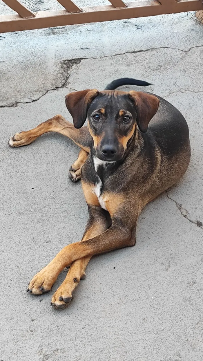 Cachorro raça SRD-ViraLata idade 7 a 11 meses nome Rajada 