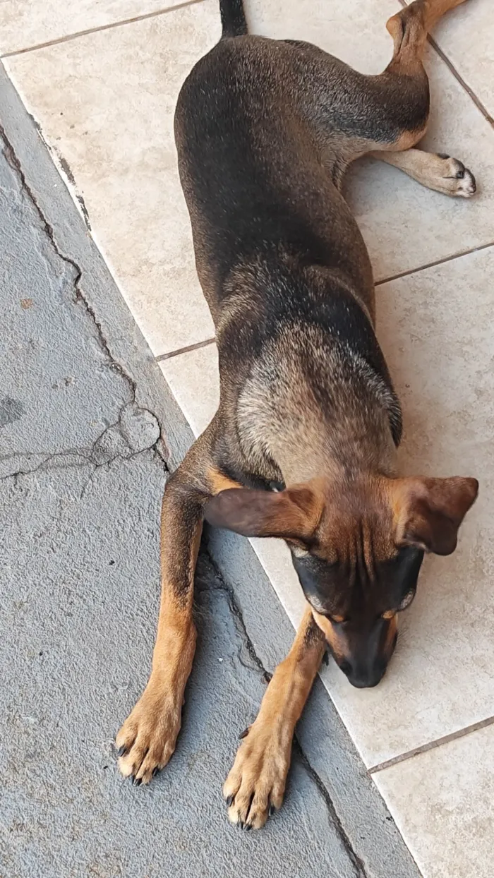 Cachorro raça SRD-ViraLata idade 7 a 11 meses nome Rajada 