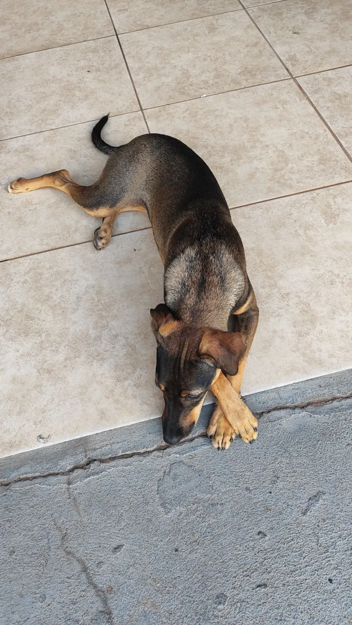 Cachorro raça SRD-ViraLata idade 7 a 11 meses nome Rajada 