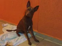 Cachorro raça SRD-ViraLata idade 1 ano nome Resgatado do Calor e da Rua, agora espera um lar definitivo!