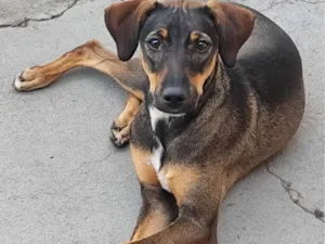 Cachorro raça SRD-ViraLata idade 7 a 11 meses nome Rajada 