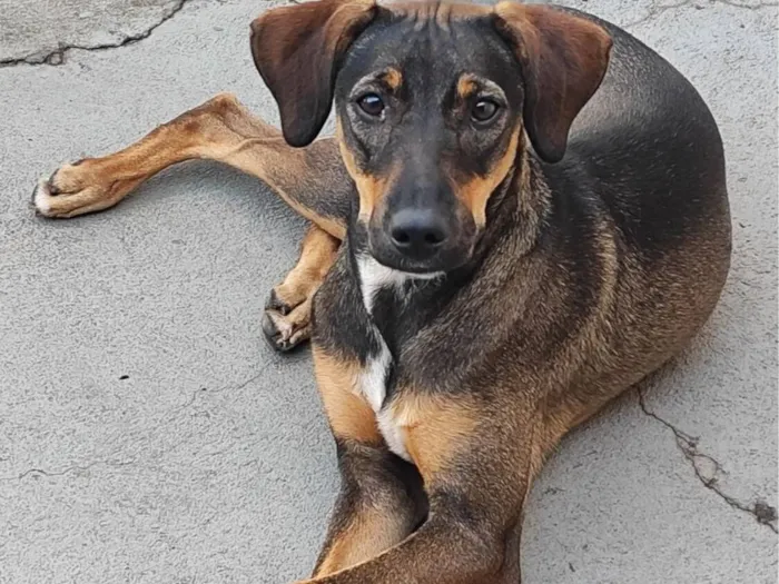 Cachorro raça SRD-ViraLata idade 7 a 11 meses nome Rajada 