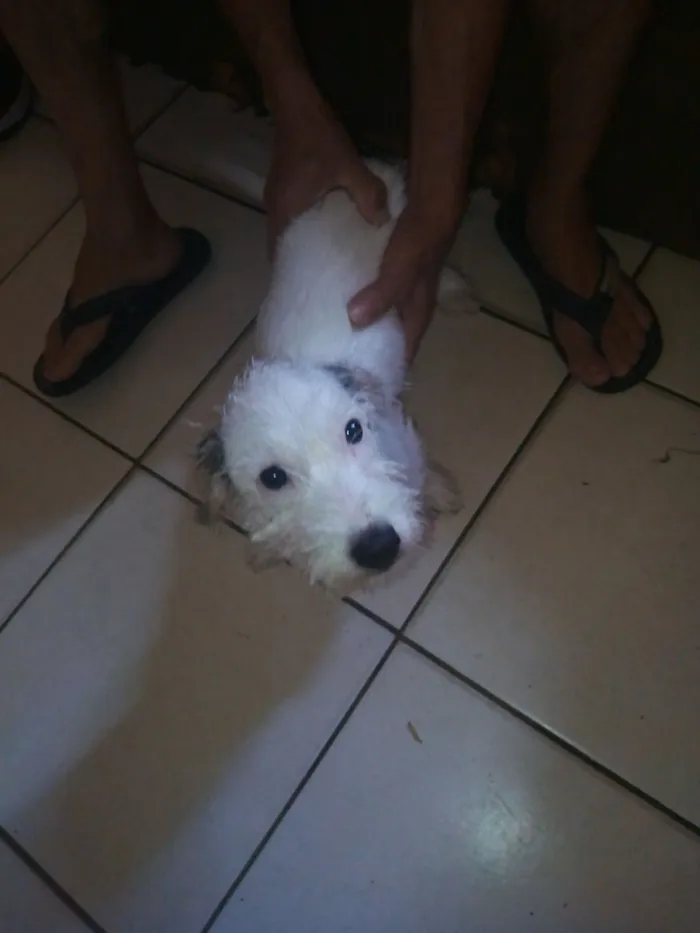 Cachorro raça Shitzu idade 7 a 11 meses nome Bela 