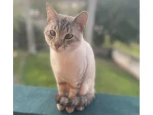 Gato raça SRD-ViraLata idade 2 anos nome MIRO