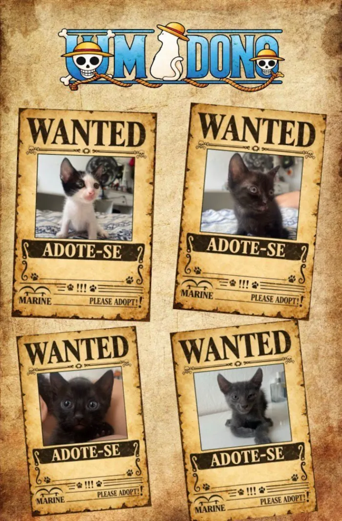 Gato raça SRD-ViraLata idade 2 a 6 meses nome sem nome definido