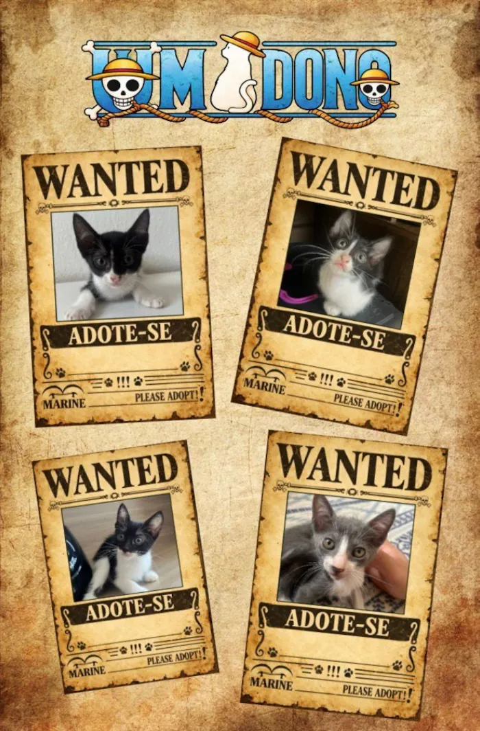 Gato raça SRD-ViraLata idade 2 a 6 meses nome sem nome definido