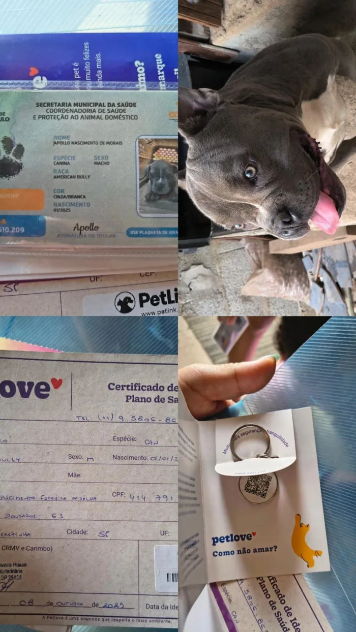 Cachorro raça Pit-Bull idade 1 ano nome apollo