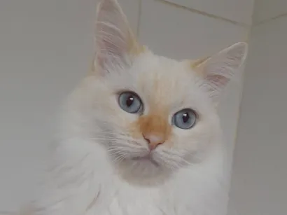 Gato raça SRD-ViraLata idade 4 anos nome Kaká 