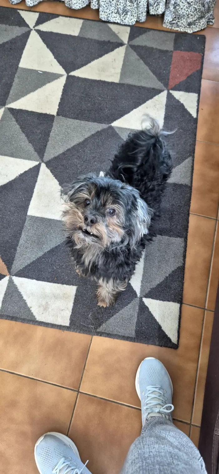 Cachorro raça Yorkshire idade 6 ou mais anos nome Cabelinho