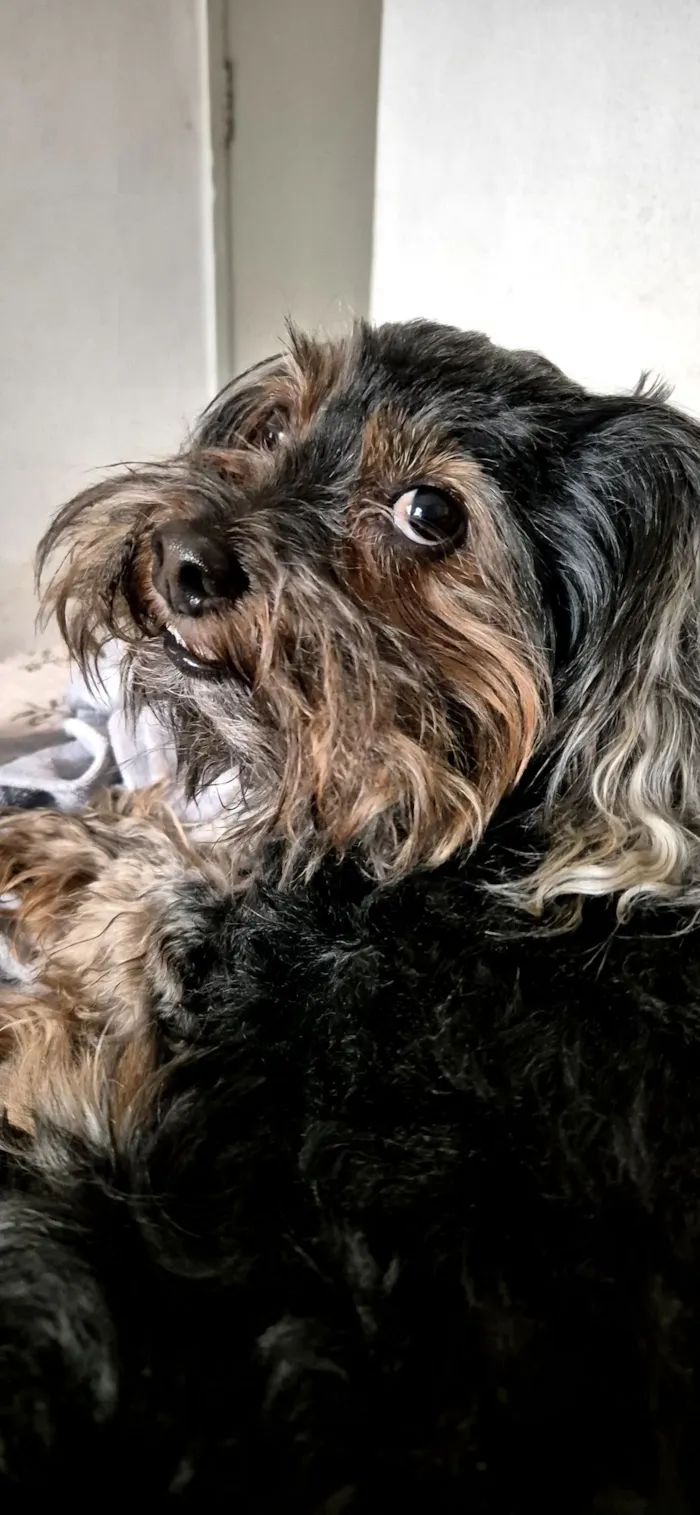 Cachorro raça Yorkshire idade 6 ou mais anos nome Cabelinho