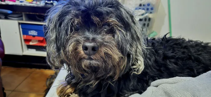 Cachorro raça Yorkshire idade 6 ou mais anos nome Cabelinho