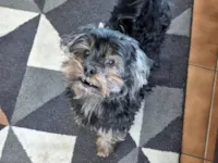 Cachorro raça Yorkshire idade 6 ou mais anos nome Cabelinho