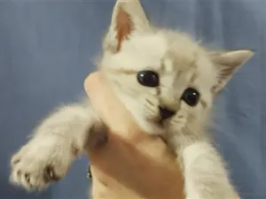 Gato raça SRD-ViraLata idade Abaixo de 2 meses nome baby