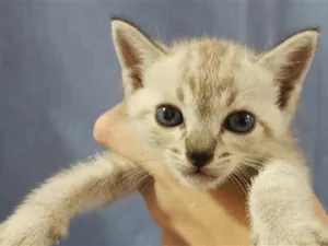 Gato raça SRD-ViraLata idade Abaixo de 2 meses nome pitico 