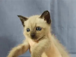 Gato raça Siamês idade Abaixo de 2 meses nome bebê 