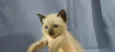 Gato raça Siamês idade Abaixo de 2 meses nome bebê 