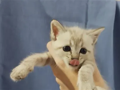 Gato raça SRD-ViraLata idade Abaixo de 2 meses nome lindinha