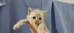 Gato raça SRD-ViraLata idade Abaixo de 2 meses nome lindinha