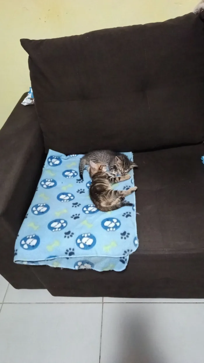 Gato raça SRD-ViraLata idade Abaixo de 2 meses nome sem nome 