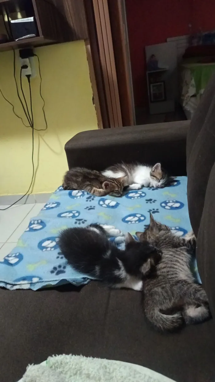 Gato raça SRD-ViraLata idade Abaixo de 2 meses nome sem nome 