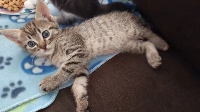 Gato raça SRD-ViraLata idade Abaixo de 2 meses nome Katiele 