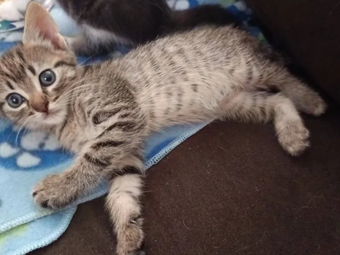 Gato raça SRD-ViraLata idade Abaixo de 2 meses nome Katiele 