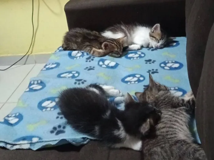 Gato raça SRD-ViraLata idade Abaixo de 2 meses nome Katiele 