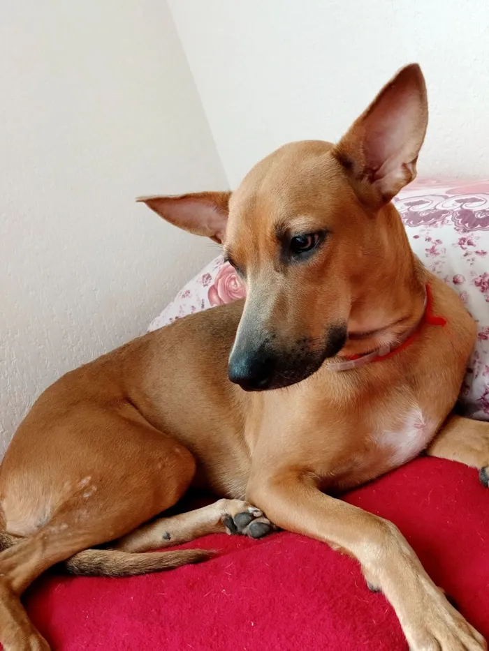 Cachorro raça SRD-ViraLata idade 1 ano nome Luna