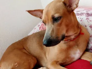 Cachorro raça SRD-ViraLata idade 1 ano nome Luna