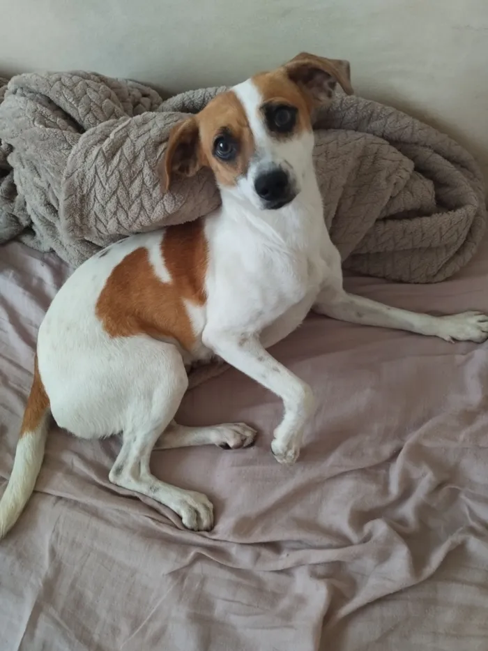 Cachorro raça SRD-ViraLata idade 2 anos nome Deva