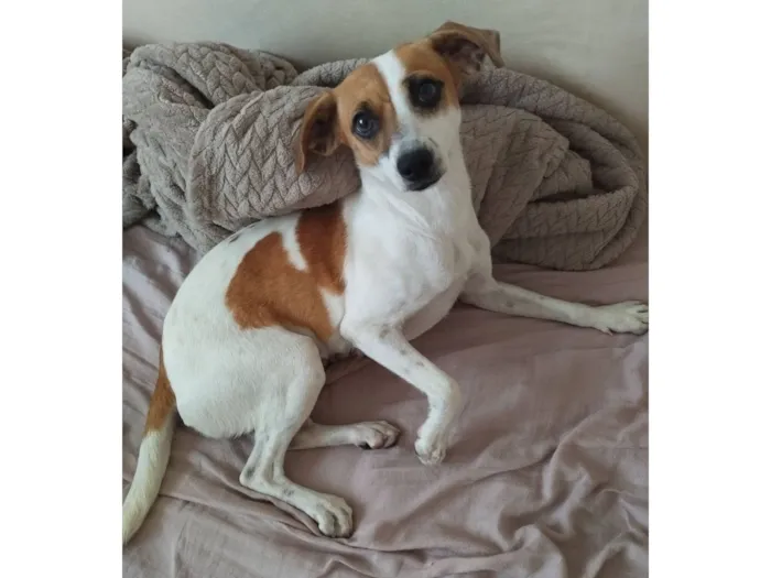 Cachorro raça SRD-ViraLata idade 2 anos nome Deva