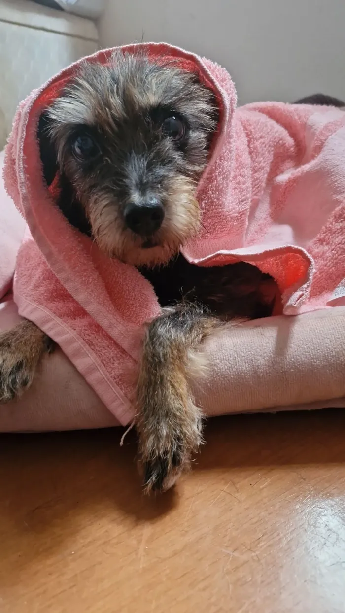 Cachorro raça SRD-ViraLata idade 6 ou mais anos nome Francisca