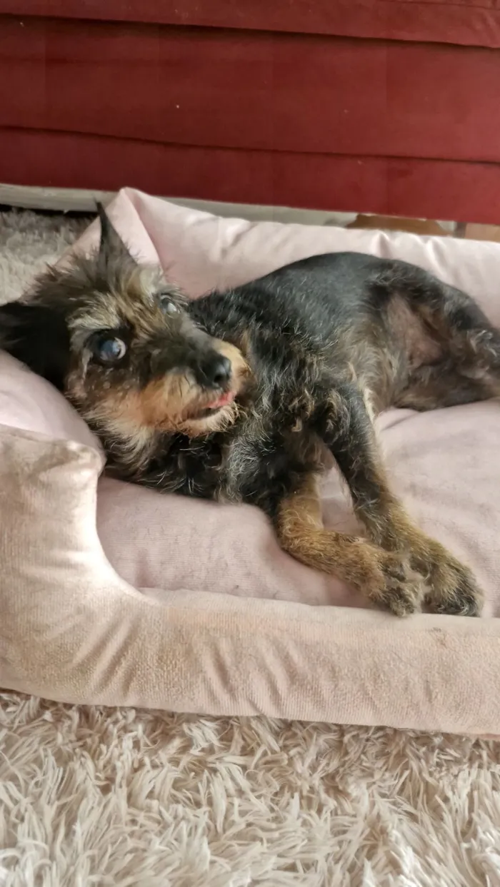 Cachorro raça SRD-ViraLata idade 6 ou mais anos nome Francisca