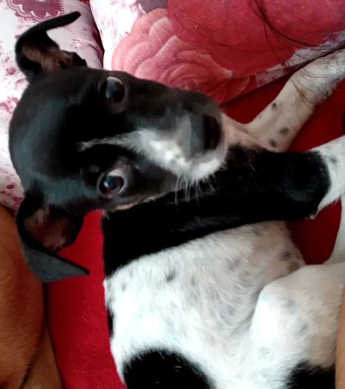 Cachorro raça SRD-ViraLata idade Abaixo de 2 meses nome Nina