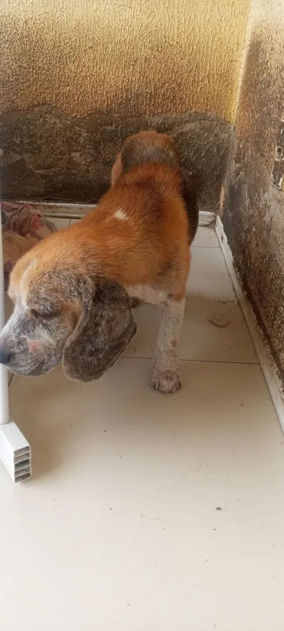 Cachorro raça SRD-ViraLata idade 3 anos nome Boris